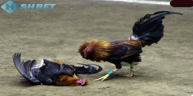đá gà cựa sắt Những giống gà đá thường gặp trong đá gà cựa sắt