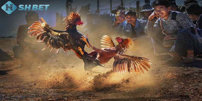 đá gà cựa sắt Những lưu ý khi tham gia gà cựa sắt