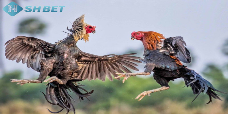 Đá gà tre là gì Tìm hiểu chung về đá gà tre là gì