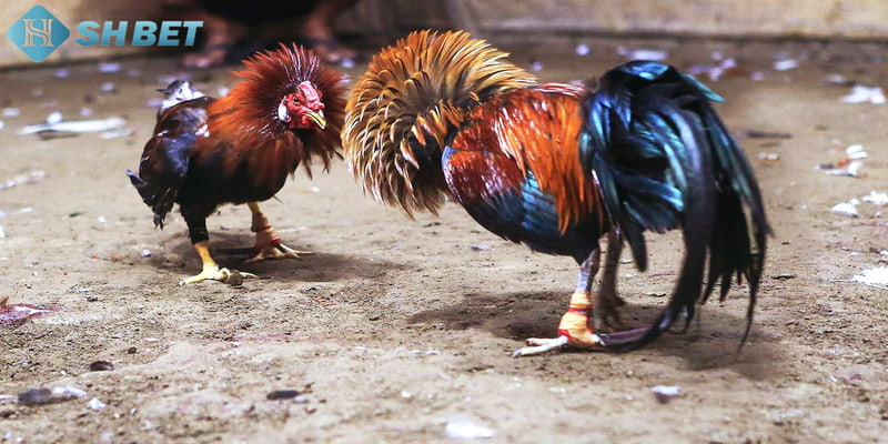 soi kèo đá gà Tổng quát về soi kèo đá gà là gì?