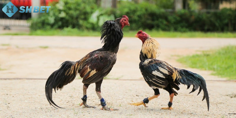 soi kèo đá gà Những yếu tố tác động đến soi kèo đá gà
