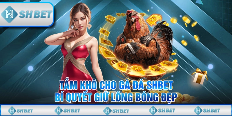 Tắm Khô Cho Gà Đá SHBET - Bí Quyết Giữ Lông Bóng Đẹp
