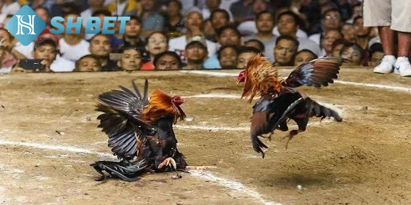 Tìm hiểu vài nét khái quát về đá gà casino