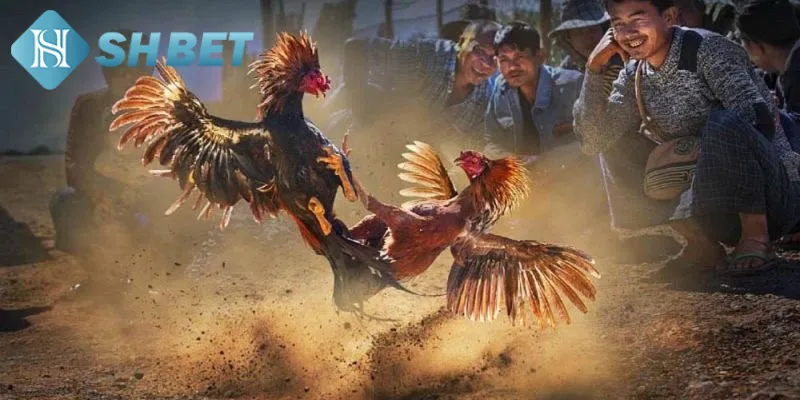 Phân loại cựa trong thi đấu chọi gà cựa sắt