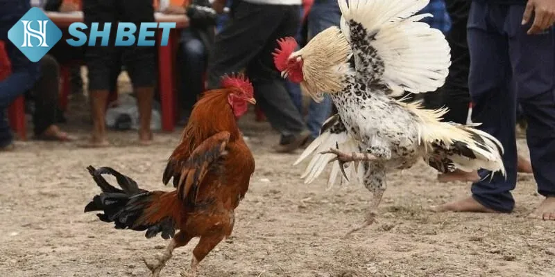 Một vài thông tin tổng quan về hình thức đá gà Thomo