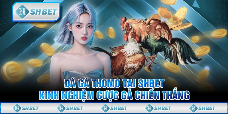 Đá Gà Thomo Tại SHBET - Kinh Nghiệm Cược Gà Chiến Thắng