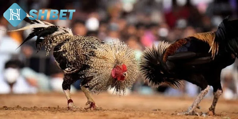 Hướng dẫn quy luật tham gia chơi chọi gà Thomo chi tiết