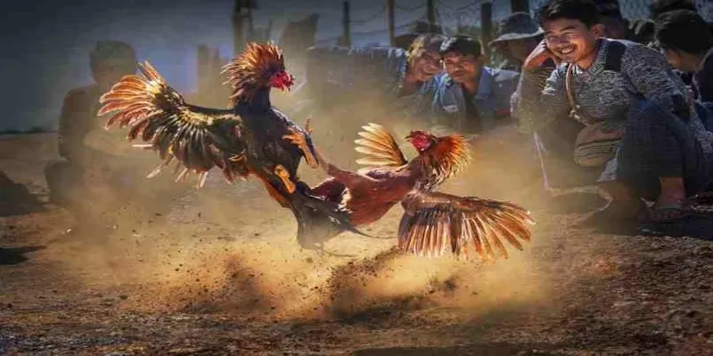 Thông tin tổng quát về loại hình giải trí gà đá trực tiếp