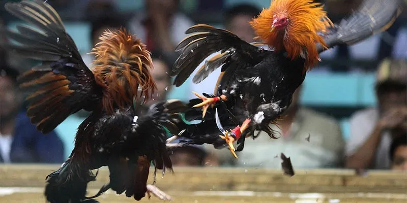 Kinh nghiệm đặt cược đá gà trực tiếp hiệu quả từ cao thủ