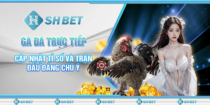 Gà đá trực tiếp