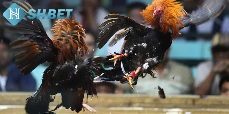 Lý do khiến đấu trường gà đá trở nên phổ biến hiện nay